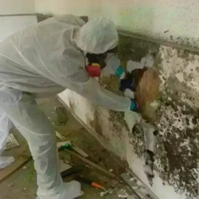 Mold Remediation and Removal in Wyldwood, TX